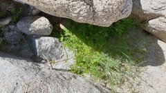 Eucrypta chrysanthemifolia bipinnatifida