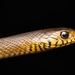 Serpiente Rata Oriental - Photo (c) 
Arun Kumar Thyadi, algunos derechos reservados (CC BY-SA)