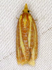 Sparganothis tristriata