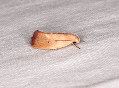 Acanthodela protophaes