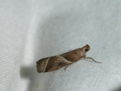 Nyctegretis lineana