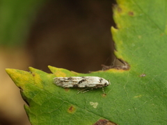 Stenolechia gemmella