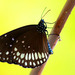 Mariposa Cuervo Común - Photo (c) BrijeshPookkottur, algunos derechos reservados (CC BY-SA)