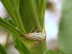 Chrysocramboides craterella