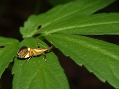 Alabonia staintoniella