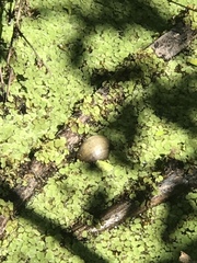 Pomacea paludosa