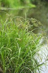 Scirpus radicans