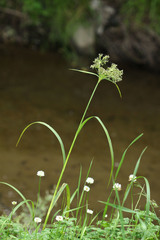 Scirpus radicans