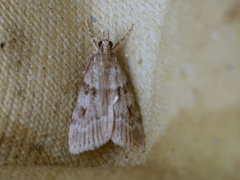 Scoparia subfusca