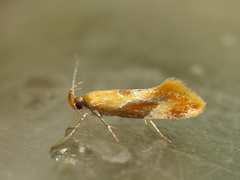 Epicallima formosella