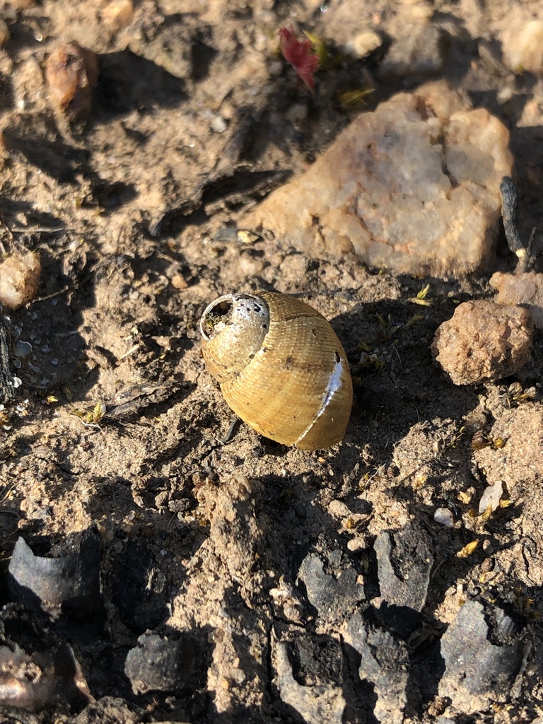 Bothriembryon angasianus