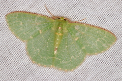 Eucyclodes metaspila