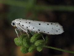 Yponomeuta malinellus