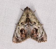 Enchesphora recurvalis