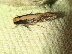 Monopis obviella
