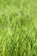 Scirpus radicans