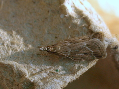 Eudonia pallida