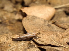 Ypsolopha ustella