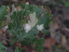 Tischeria ekebladella