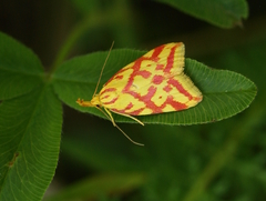 Hypercallia citrinalis