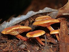 Lactarius eucalypti