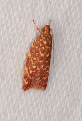 Syringoseca rhodoxantha