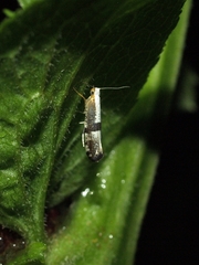 Argyresthia spinosella