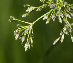 Scirpus radicans