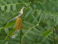 Mecyna lutealis