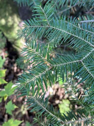 Hinggan fir (Abies nephrolepis)