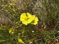 Crocanthemum scoparium