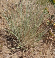 Thinopyrum obtusiflorum
