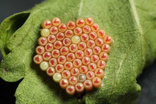 Southern Green Stink Bug photo 3