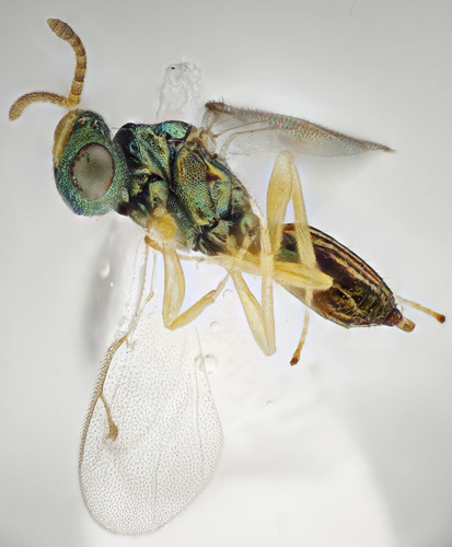 White Butterfly Pupal Parasitoid Wasp photo 4