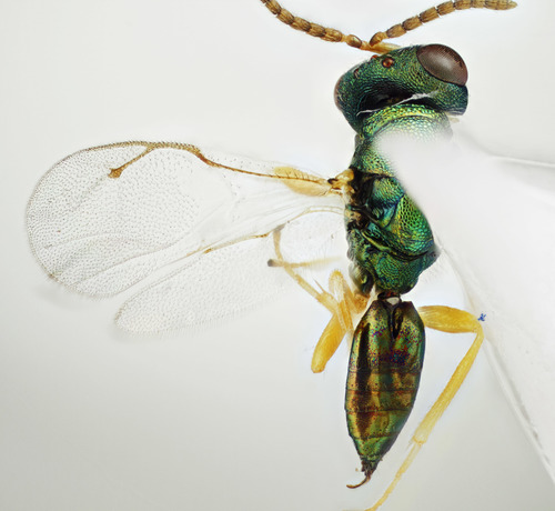 Parasitoid wasp