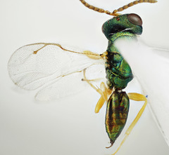 White Butterfly Pupal Parasitoid Wasp