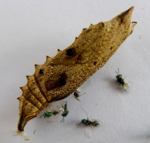 White Butterfly Pupal Parasitoid Wasp photo 5