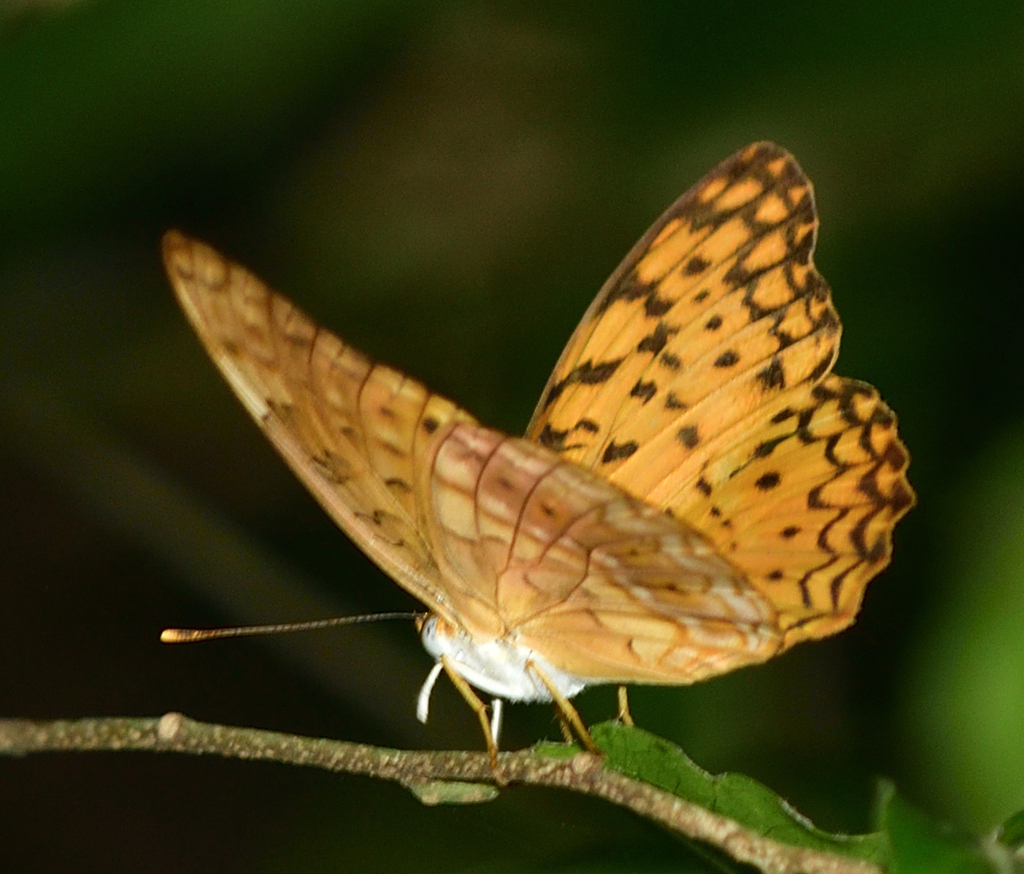 Common Leopard from Pulau Ubin, Singapore on September 28, 2023 at 11: ...
