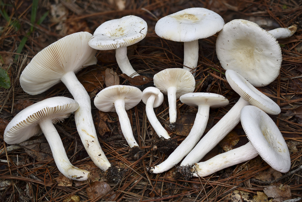 Russula sp. 'FL01'