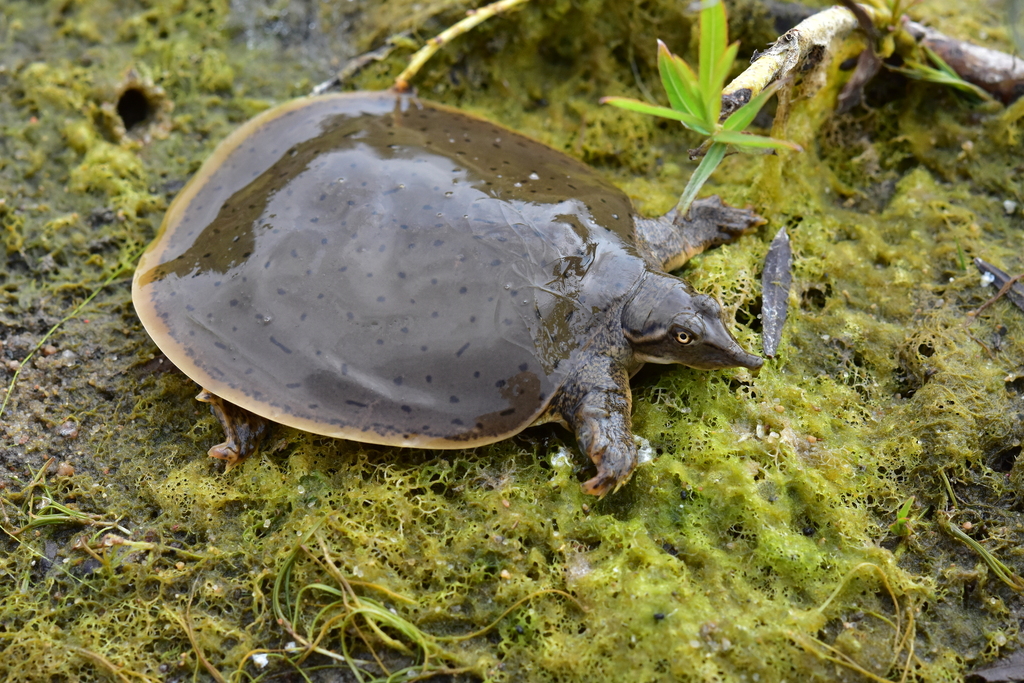 Midland Smooth Softshell Turtle in August 2023 by Dean Hester · iNaturalist