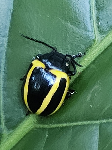 Proseicela vittata