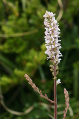Francoa appendiculata