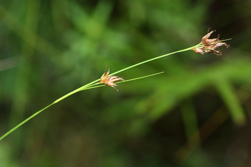 Rhynchospora fujiiana iNat (3)