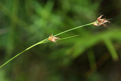 Rhynchospora fujiiana