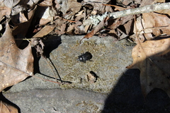Geotrupes blackburnii