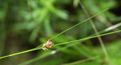 Rhynchospora fujiiana