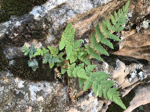 Plummer's cliff fern (Woodsia plummerae)