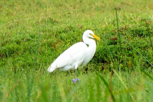 Yellow-billed Egret