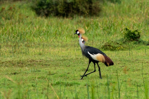 East African Crowned Crane