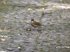 Turdus assimilis